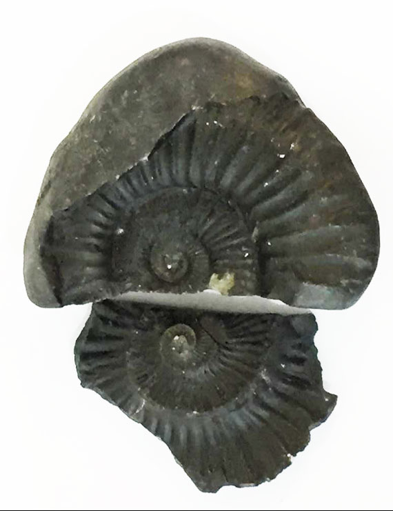 Natural Sudarshan  Gandaki River Shaligram